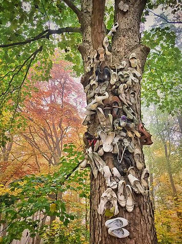 Großer Baum, an dessen Stamm ,jede Menge überwiegend weisse Brautschuhe hängen. Diese sehen schon sehr mitgenommen aus.